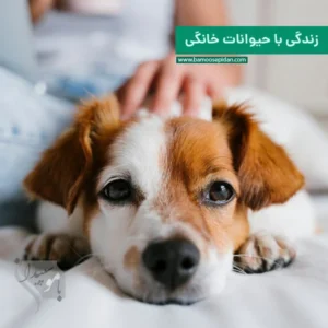 زندگی با حیوانات خانگی