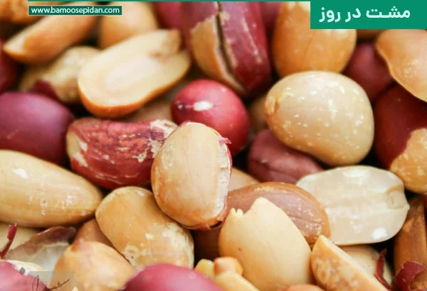 راز جوانی با بادام زمینی؛ کند شدن روند پیری با یک مشت در روز