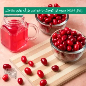 زغال اخته میوه‌ای کوچک با خواص بزرگ برای سلامتی