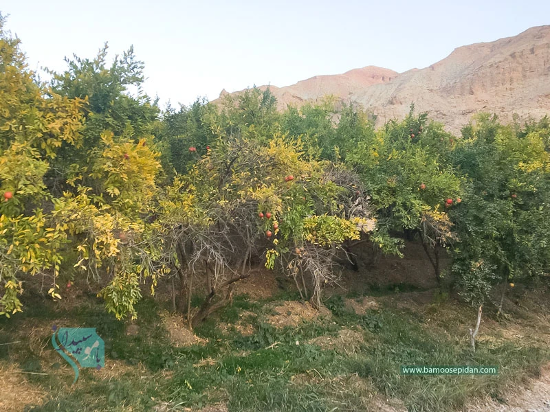 روستای زرین دشت تکه ای از بهشت در دل فیروزکوه