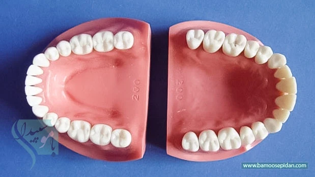 چرا انسان های امروزی 32 دندان دارند؟