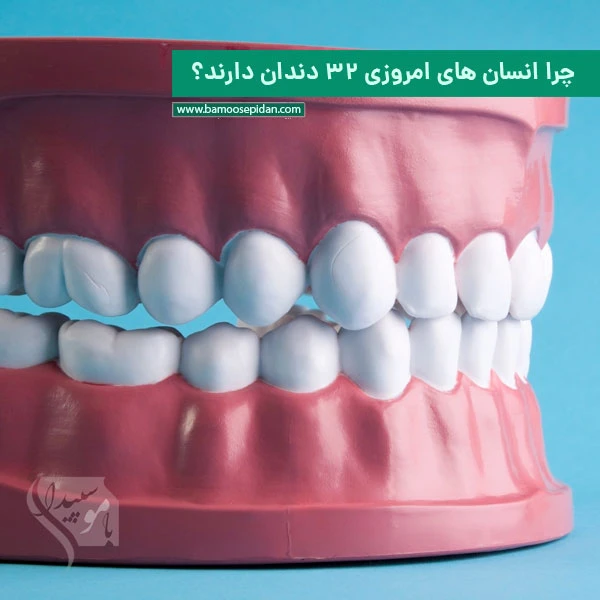 چرا انسان های امروزی 32 دندان دارند؟ چرا انسان های امروزی 32 دندان دارند؟