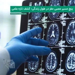 پنج مسیر عصبی مغز در طول زندگی؛ کشف تازه علمی