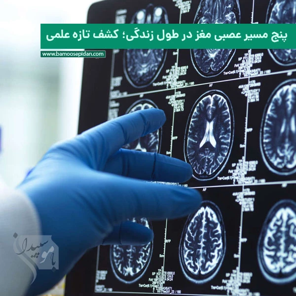 پنج مسیر عصبی مغز در طول زندگی؛ کشف تازه علمی